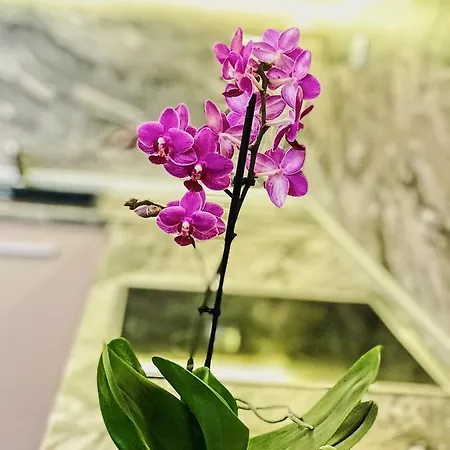 Spacious And Bright Maisonette Center ヴァルナ