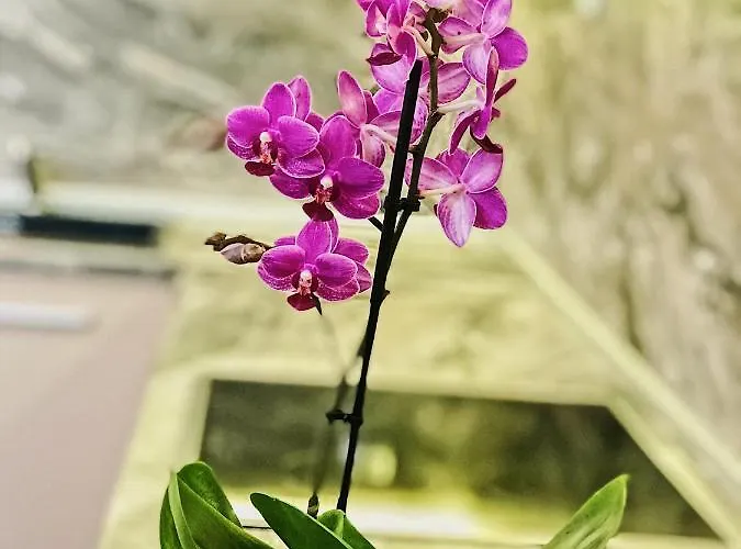 Spacious&bright Maisonette Center Varna